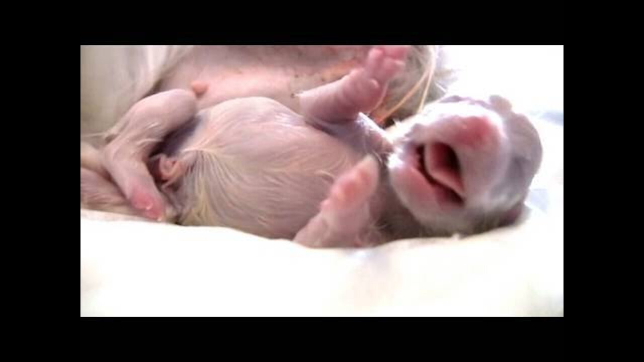 Puppy Being Born Feet First! (Breech Birth) 🐶