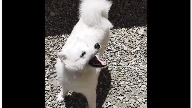 Water-loving dog goes nuts for the hose