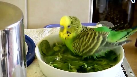 4K HDR Video – Beautiful Lovebird | Budgies and Cockatiel Birds Playing and Feeding-22