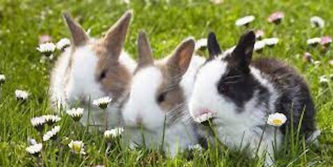 _Cute Rabbits_