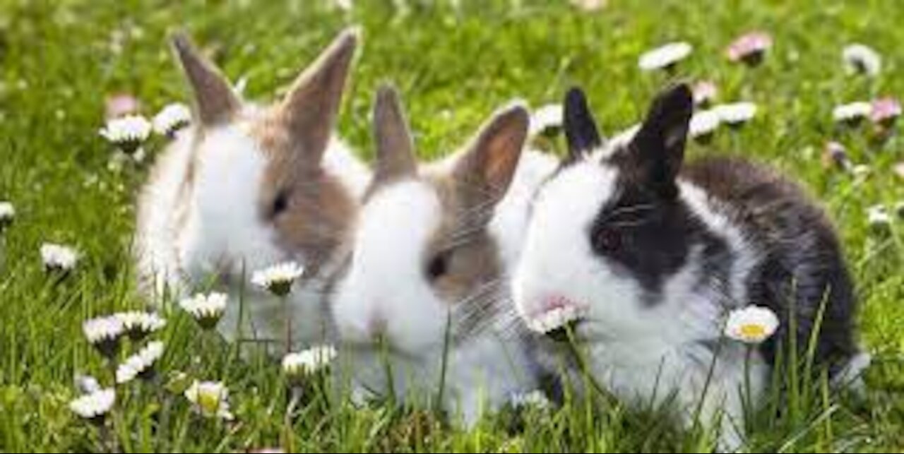 _Cute Rabbits_