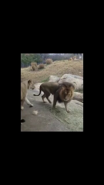 Real Lion Funny Moments 🤣 #UbertainmentFun #Shorts #ytshorts #Dogs #Animals #Fun