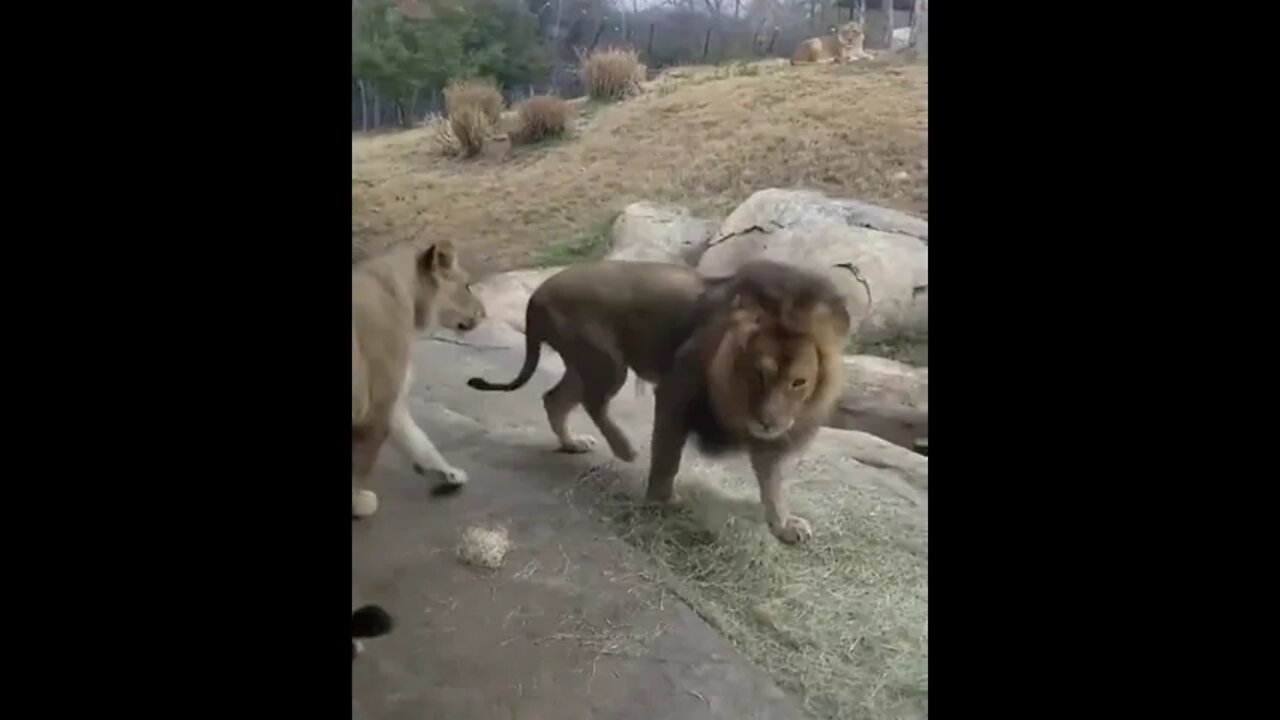 Real Lion Funny Moments 🤣 #UbertainmentFun #Shorts #ytshorts #Dogs #Animals #Fun