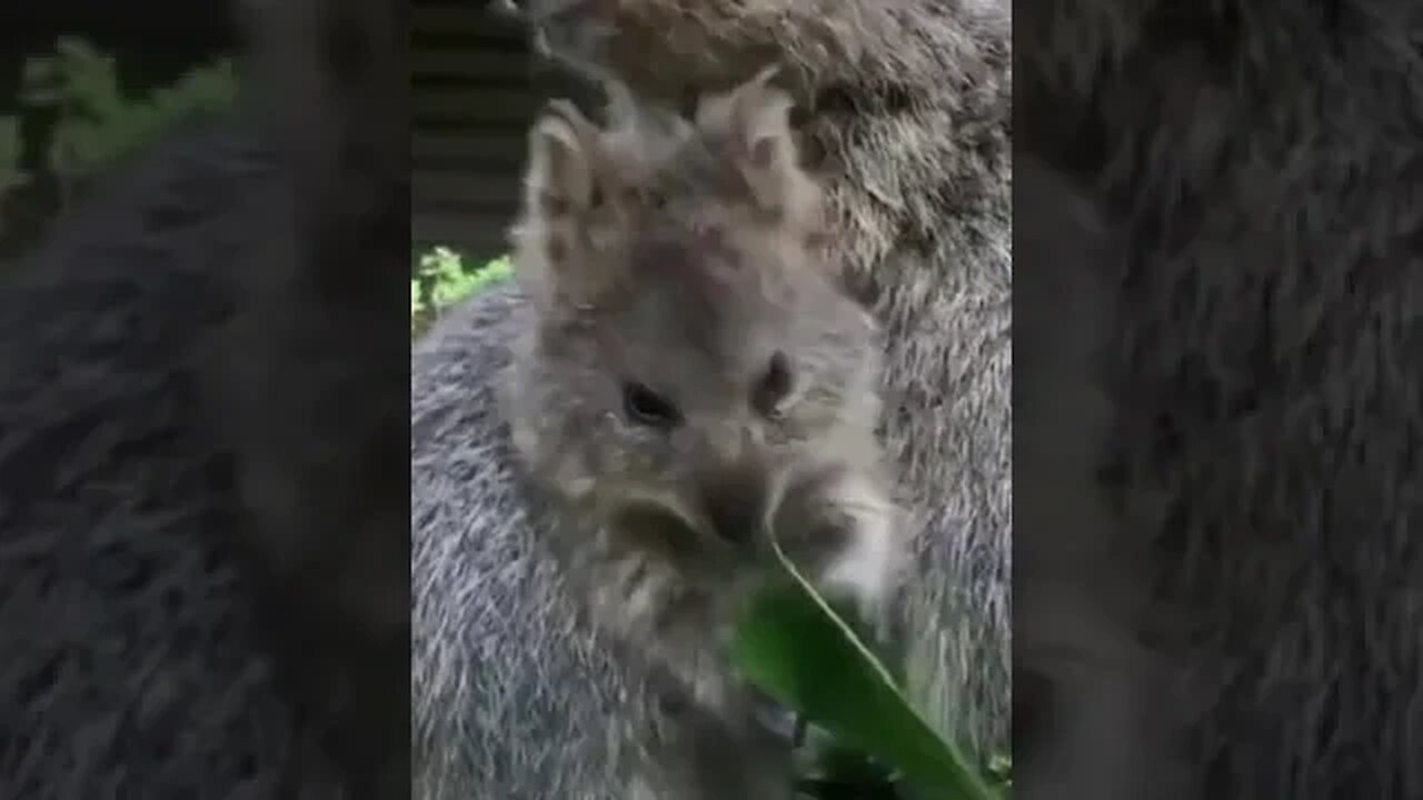 Cute funny Quokka -173