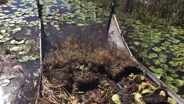 $150,000 invested to clean 14 acres of plant islands off of best fishing lake in Hernando County | Digital Short