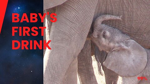 Newborn Elephant’s First Drink: A Heartwarming Herd Effort