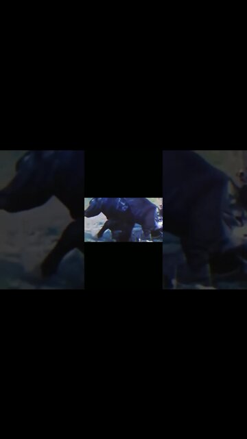 🐱 : Ada lawan?😎😏 #shorts #cat