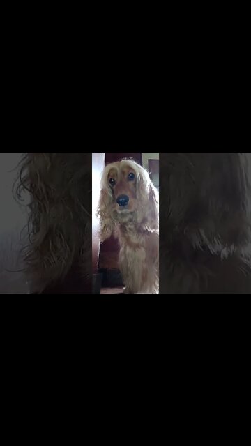 #dogshow , #animals , #dogs , #shorts