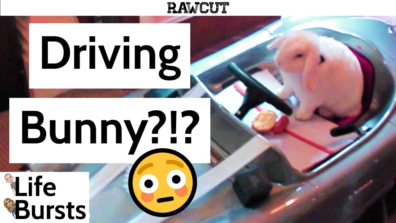 WHAT! A bunny driving a car? WHY!? - Life Bursts Clips