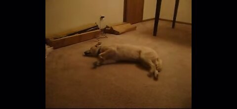 Funny dog sleep walking