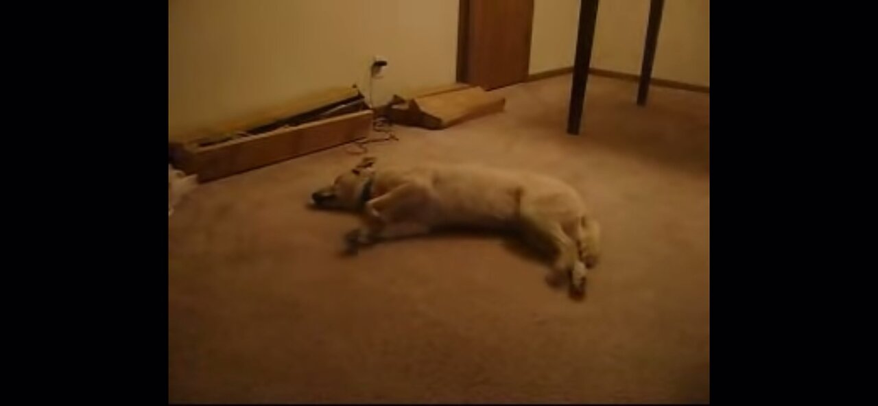 Funny dog sleep walking