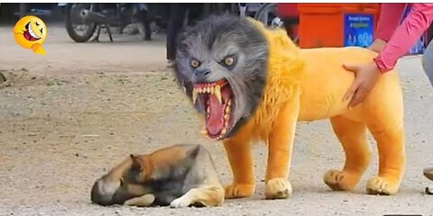 Troll Prank Dog Funny & Fake Lion & Fake Tiger Prank To Dog & Huge Box Prank To Dog