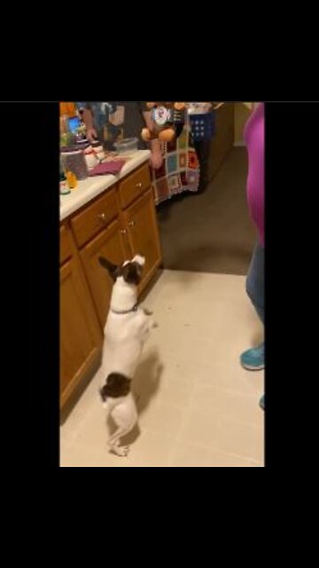 Princess snags Gorilla Bunny