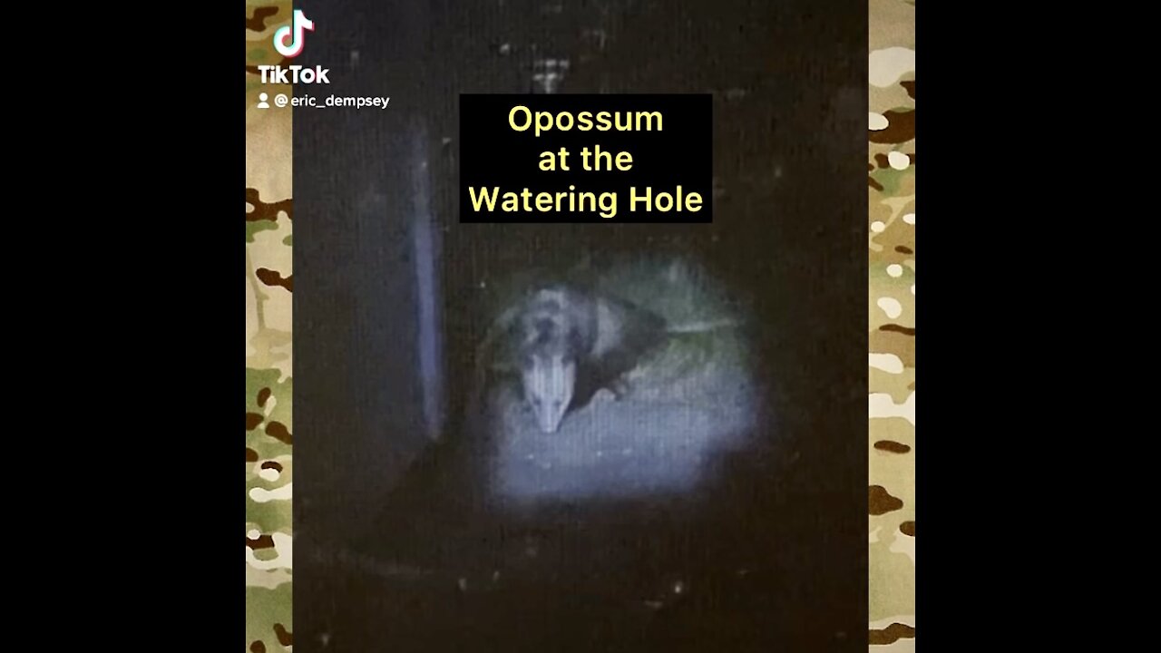 Opossum at the Watering Hole