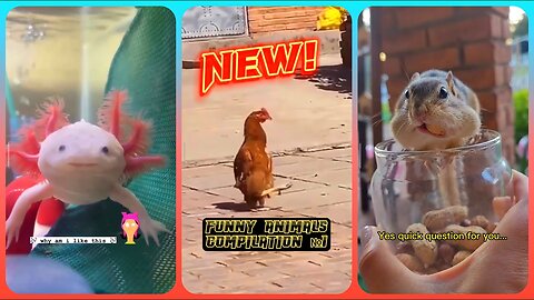 Hilarious Random Animal Clips Compilation! 😂 (1 Minute) | Funny Video #shorts