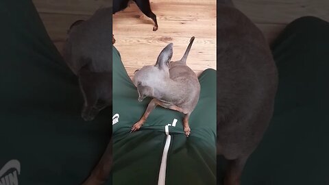 Rare blue miniature pinscher