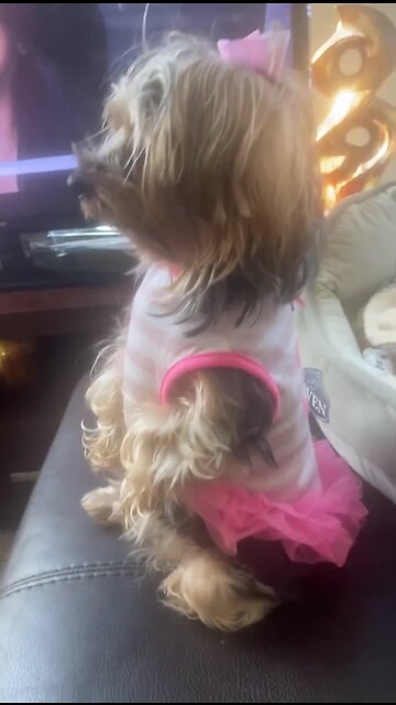 Goofy Yorkie totally forgets how to be a dog