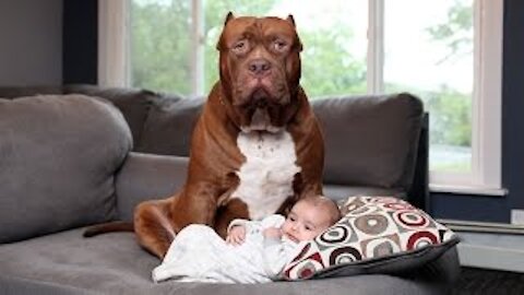 Dogs protecting Babies when Babies is in danger - Dog and Babies Are Best Friend