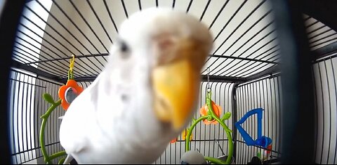 #BUDGIE #MADNESS AND #NEUROSIS - #CINDY AND #CHARLIE