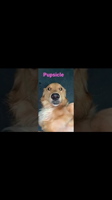 [Shorts 0133] PUPSICLE [#dogs #doggos #doggies #puppies #dogdaycare]