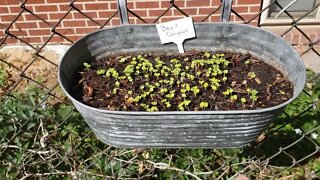 Container Gardening Update and Chat 07 21 2022