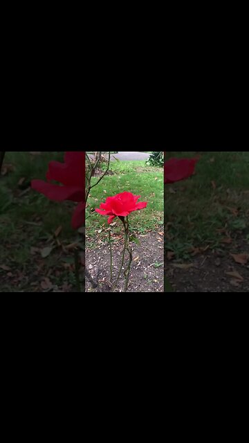Lonely red rosé surrounded by grass-beautiful