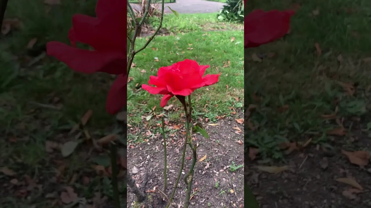 Lonely red rosé surrounded by grass-beautiful