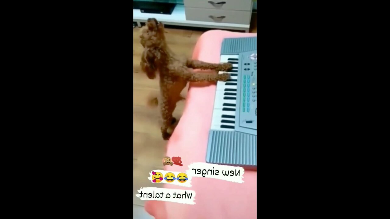 Very funniest reaction of cats 😂 funniest🐈#shorts #cutekitten #animals