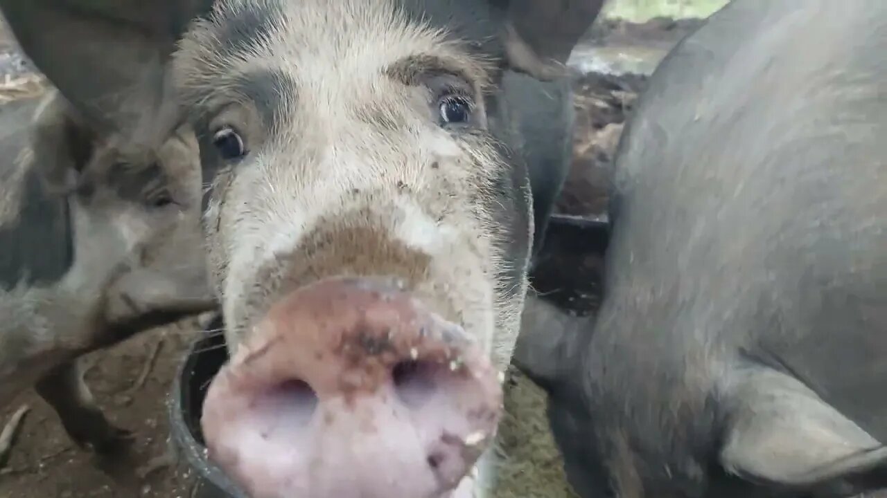 3 pigs in a blanket... maybe not.