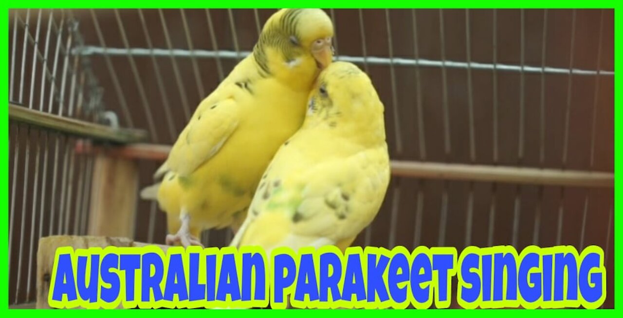 Australian parakeet singing