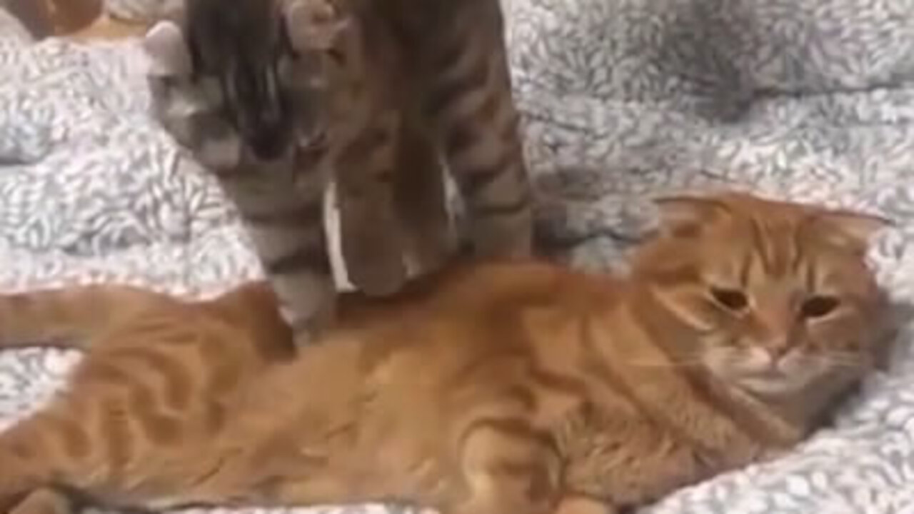 Cat Massage!!