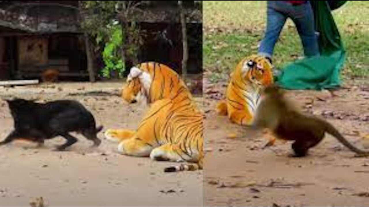 Wow Nice Prank! Fake Tiger Prank Dog Run Funny Action 2021#/