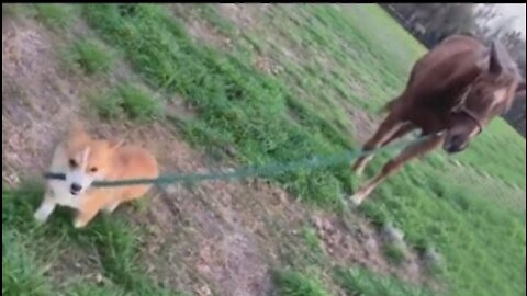 Check out this corgi pulling a horse on a leash