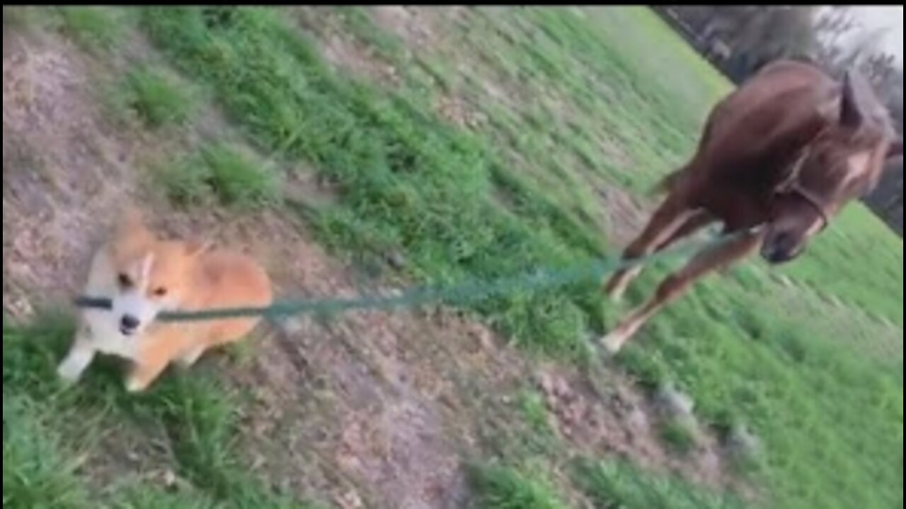 Check out this corgi pulling a horse on a leash