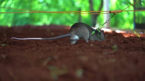 African Giant Pouched Rats - They help find landmines