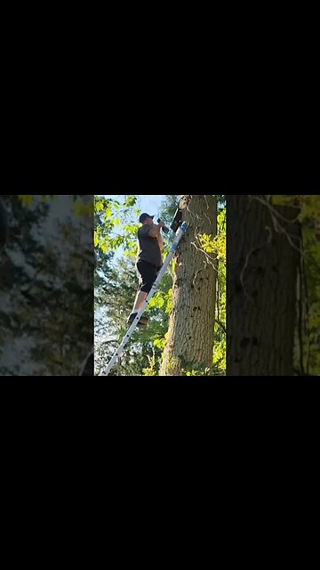 Installing a BAT HOUSE in a TREE!