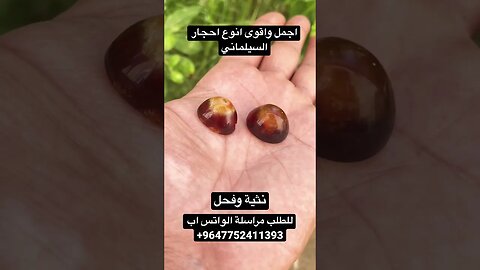 نثية وفحل سليمانيات