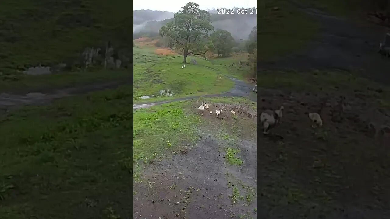 Geese take goslings free ranging