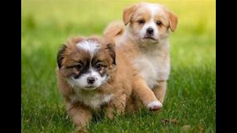 TEMPORARY PYAAR FT. KAKA FT PUPPY CUTE VIDEO VIRAL VIDEO RINGTONE AND WHATSAPP STATUS