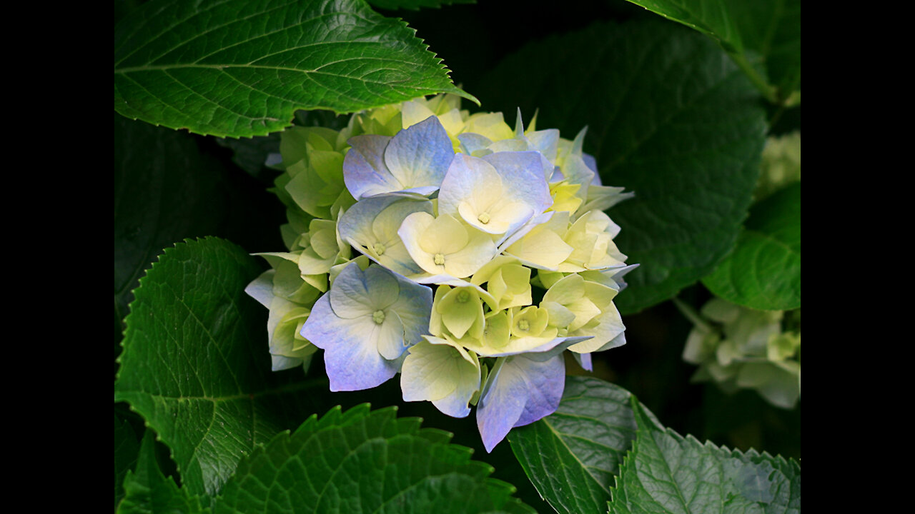 Flower Girl