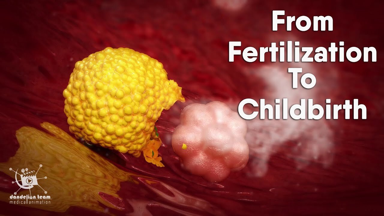 fertilization to childbirth