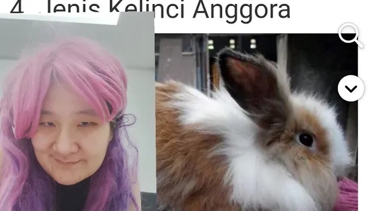 KELINCI ANGGORA