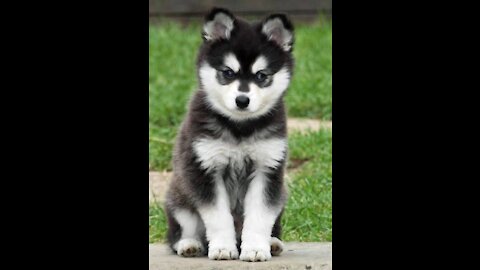 Micro Husky puppy "Real"