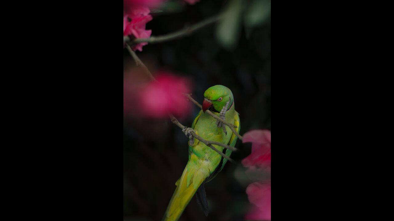 HOW PARROT 🦜🦜 RIDING A BICYCLE AMAZING