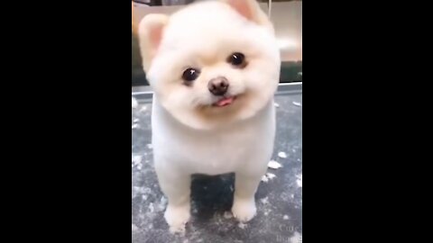 Cute funny and adorable Puppies