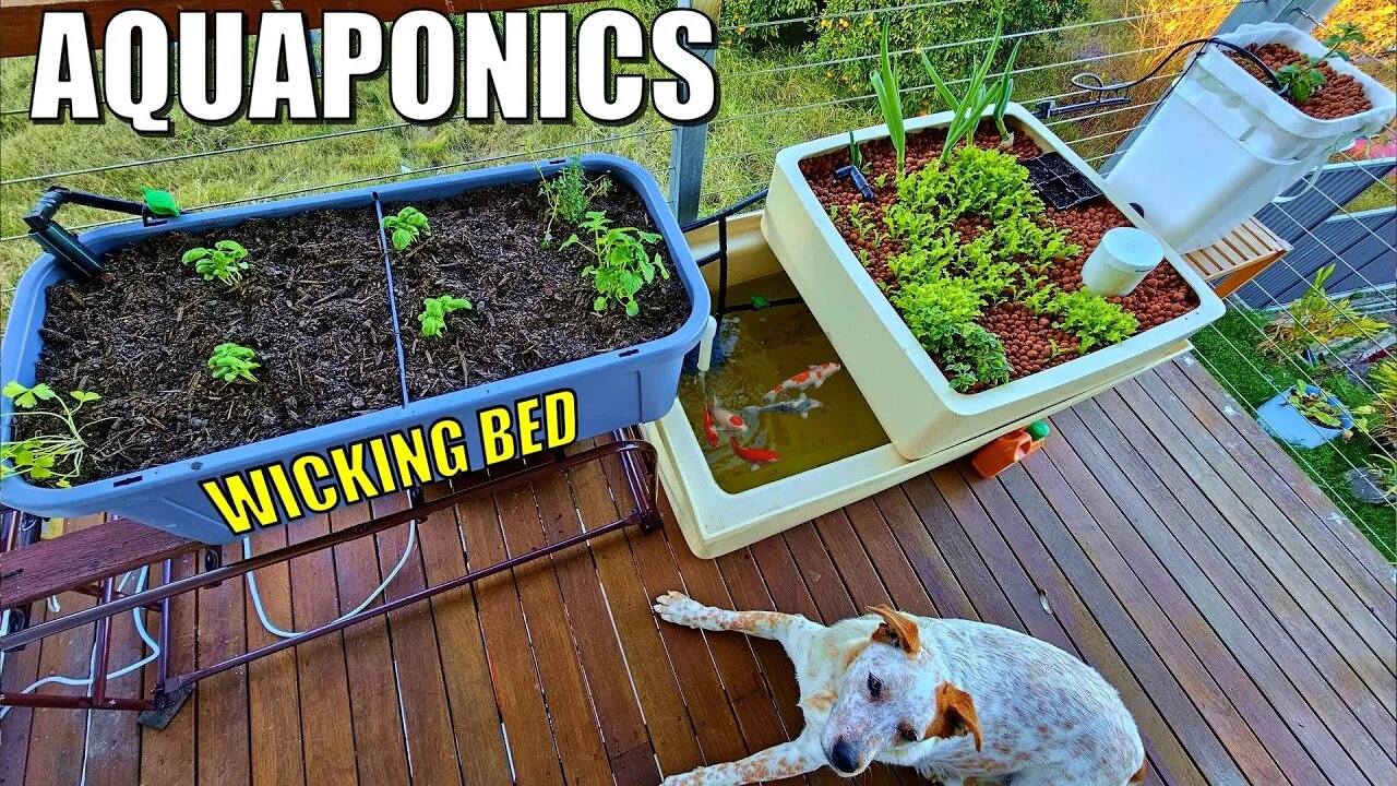 How to Make Soil Wicking Bed & Dutch Bucket for your Aquaponics System