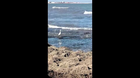 A white stork is waiting for the opportunity to fish 2