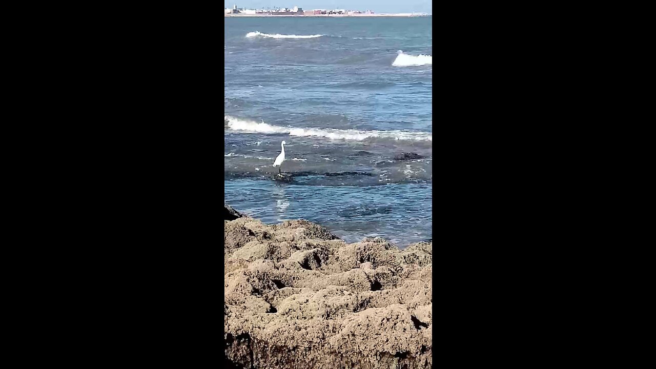 A white stork is waiting for the opportunity to fish 2