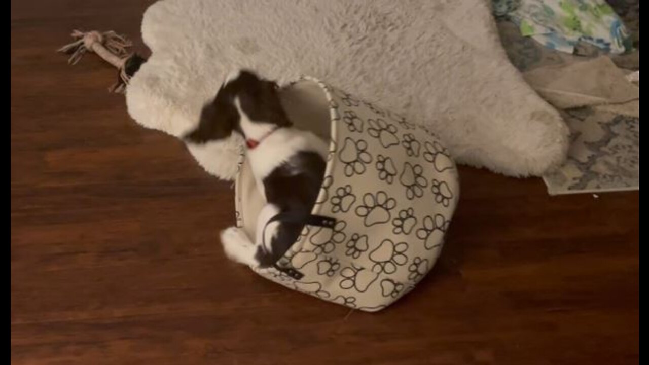 Springer Spaniel Puppy Playing With Toy Basket