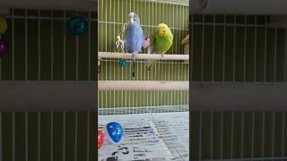 Budgies Somebody To Love 💖 #youtubeshorts #shorts #funny #animallover #birds #budgies